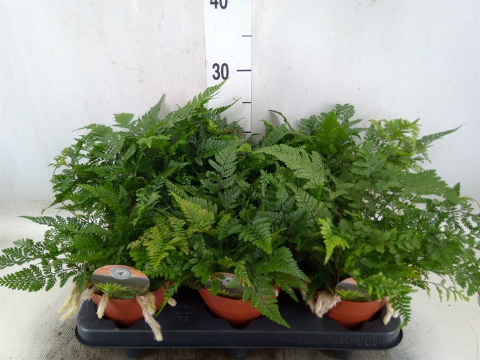 <h4>Humata tyermannii</h4>
