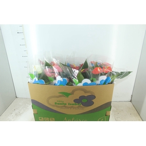 ANTHURIUM VARIADO P15