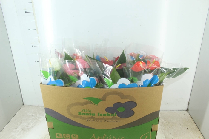 <h4>ANTHURIUM VARIADO P15</h4>