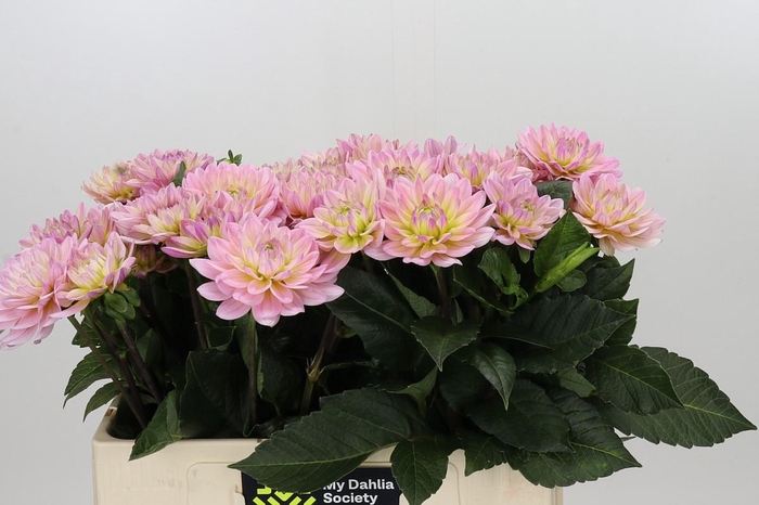 <h4>Dahlia Dianas Memory</h4>
