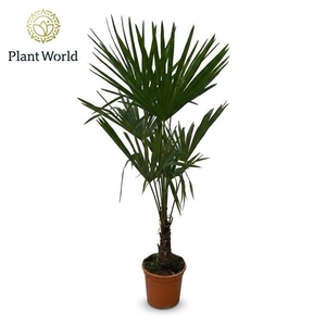 Trachycarpus fortunei