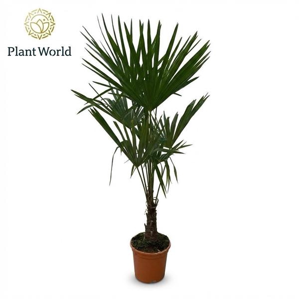 <h4>Trachycarpus fortunei</h4>