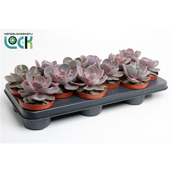 <h4>Echeveria Perle von Nurnberg</h4>