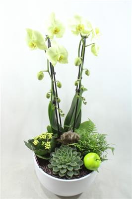 <h4>1077 Cascade GREEN</h4>