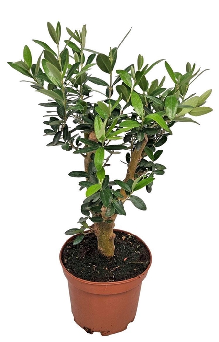 <h4>OLEA EUROPAEA</h4>