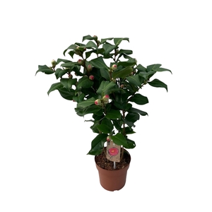 Camellia Dr King 40+ knoppen