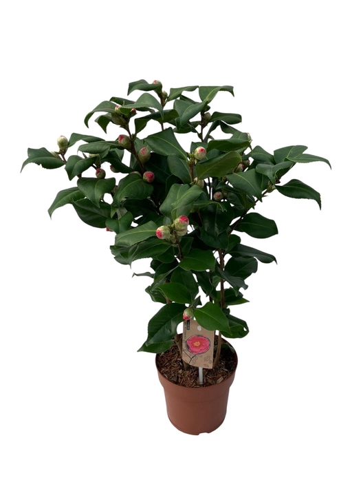 <h4>Camellia Dr King 40+ knoppen</h4>