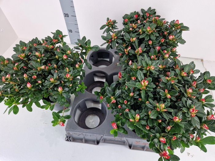 <h4>RHODO SI OV</h4>