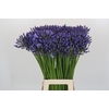 Agapanthus Suzan