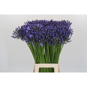 Agapanthus Suzan