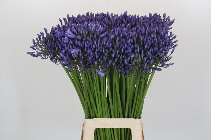 <h4>Agapanthus Suzan</h4>