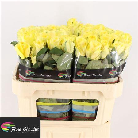 <h4>R Gr Minion Rose</h4>