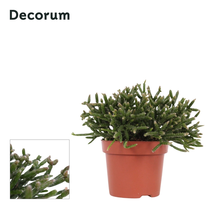 <h4>Rhipsalis Burchellii 12 cm Decorum</h4>