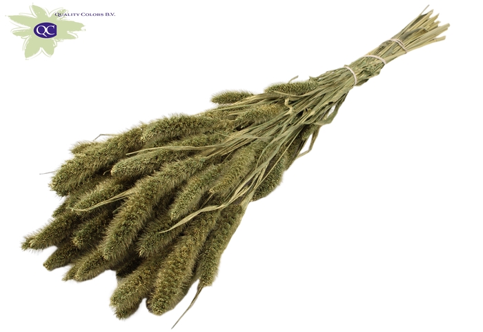 Setaria per bunch Antique Green