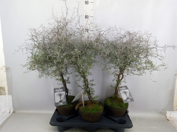 <h4>Corokia cotoneaster</h4>