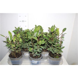 Lau Nobilis 10,5 Cm Pot