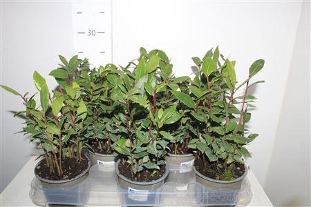 Lau Nobilis 10,5 Cm Pot