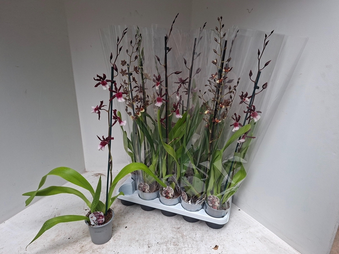 <h4>CAMBRIA GRP GEM</h4>