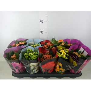 Kalanchoe blos.   ..rosebud rs fl 5