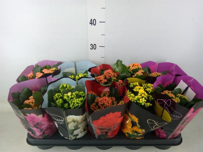 <h4>Kalanchoe blos.   ..rosebud rs fl 5</h4>