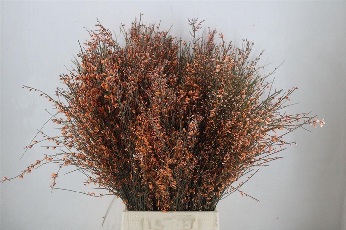 <h4>Ginster 400gr Orange P Bunch</h4>