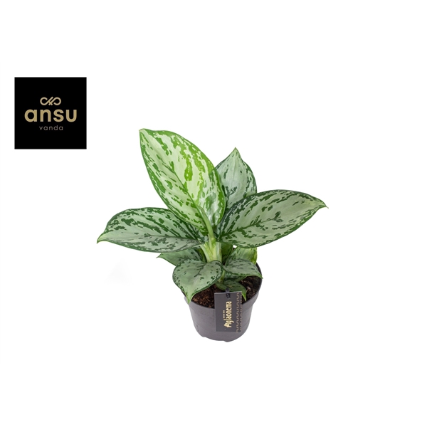 <h4>Aglaonema Jungle Silver</h4>