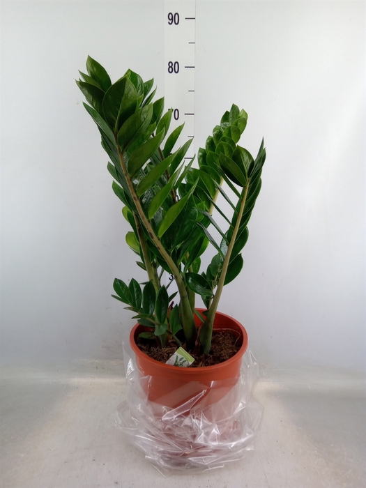 <h4>Zamioculcas zamiifolia</h4>