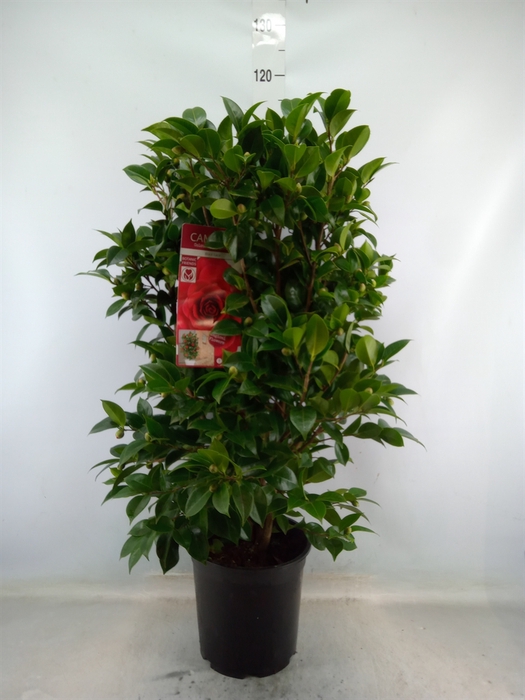 <h4>Camellia japonica</h4>