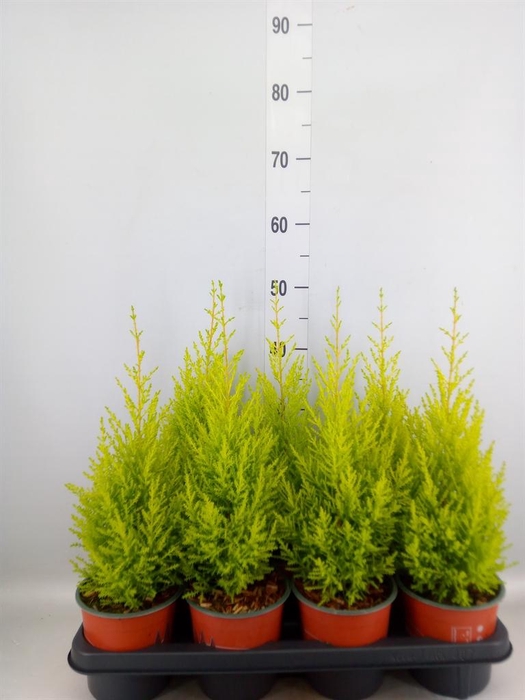 <h4>Cupressus macro. 'Goldcrest Wilma'</h4>