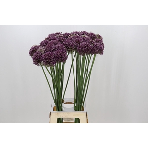 Allium Purple Mystery