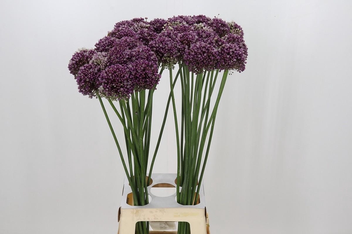 <h4>Allium Purple Mystery</h4>