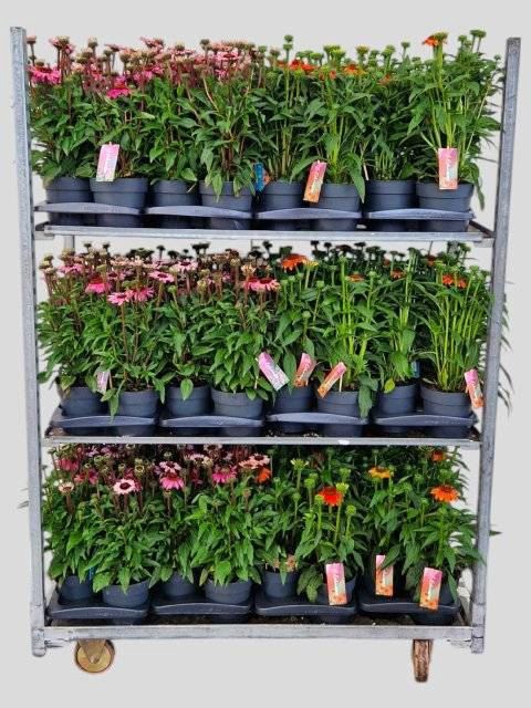 <h4>Echinacea  'Mooodz'   ...mix</h4>