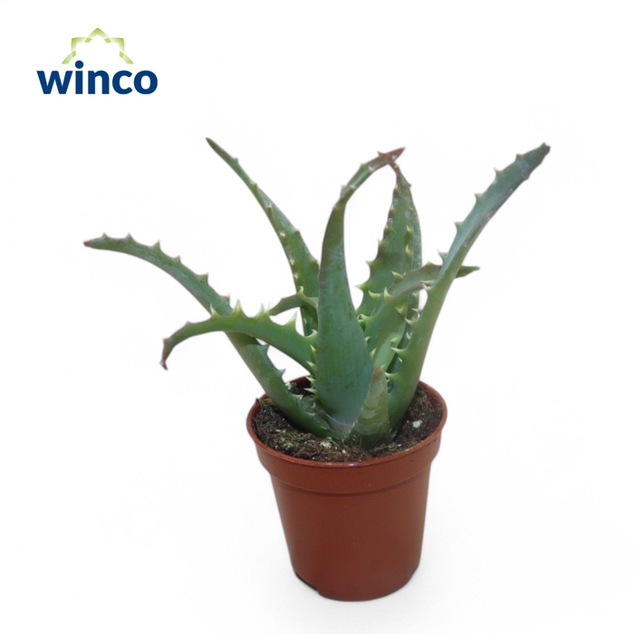 <h4>Aloe Arborescens</h4>