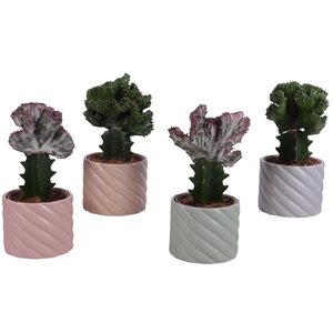 Cactus mix Euphorbia l. Ø12cm in Ø14cm Ceramic SE661