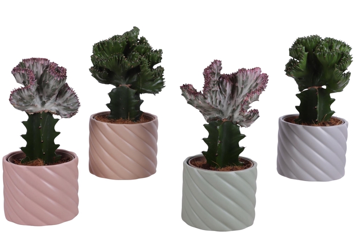 <h4>Cactus mix Euphorbia l. Ø12cm in Ø14cm Ceramic SE661</h4>