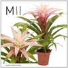 Guzmania