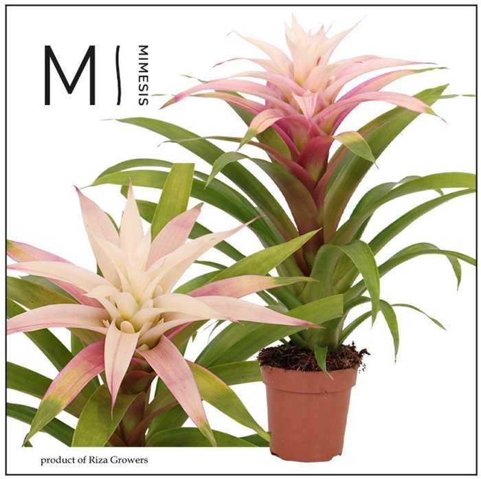 Guzmania