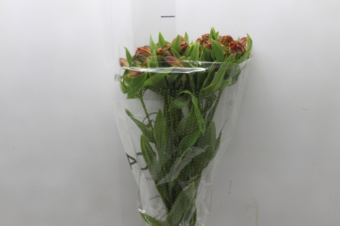 <h4>ALSTROEMERIA CINNAMON 080 CM</h4>