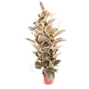 Ficus elastica 'Tineke'