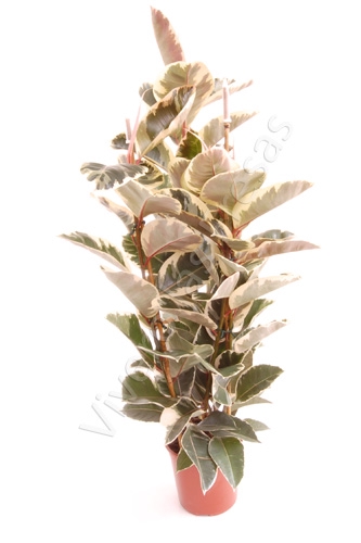 <h4>Ficus elastica 'Tineke'</h4>