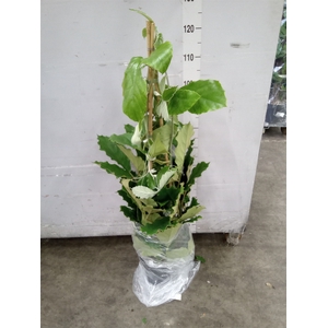 Tetrastigma voinierianum
