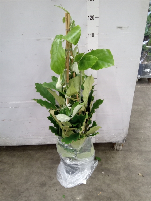 <h4>Tetrastigma voinierianum</h4>