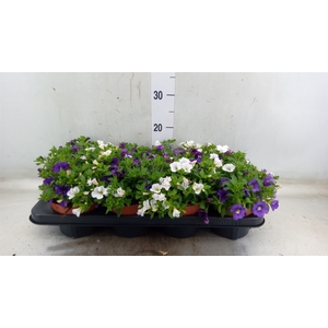 Calibrachoa  'Cabaret MM Voltaire'
