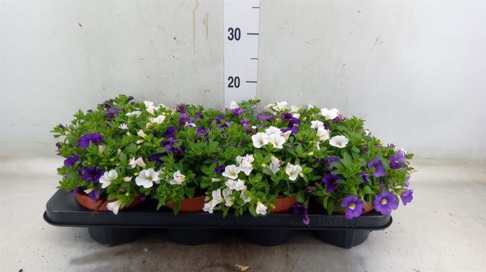 <h4>Calibrachoa  'Cabaret MM Voltaire'</h4>