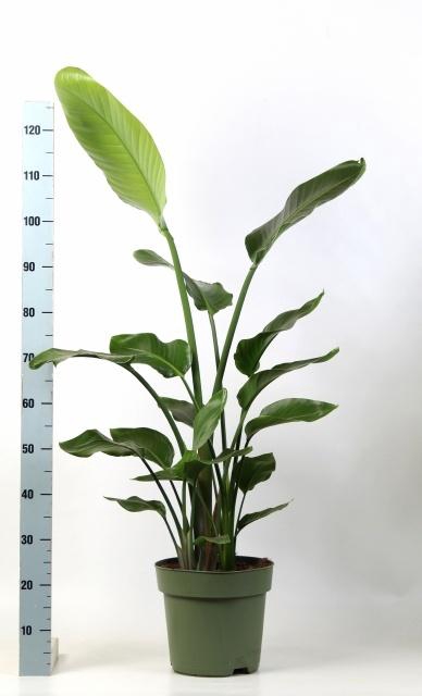 <h4>STRELITZIA NICOLAI</h4>