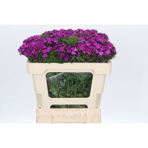 Dianthus Br Amazon Neon Purple