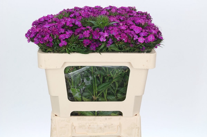 <h4>Dianthus Br Amazon Neon Purple</h4>