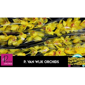 CYMB T GOLDEN FLEECE