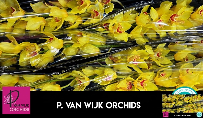 <h4>CYMB T GOLDEN FLEECE</h4>