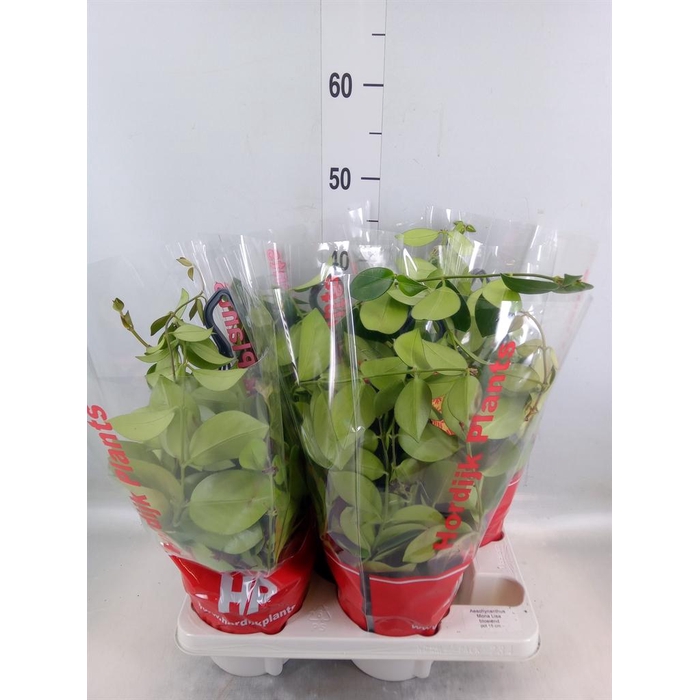 <h4>Aeschynanthus  'Mona Lisa'</h4>